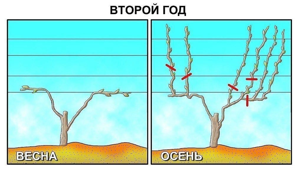 Не пришей к лозе рукав 