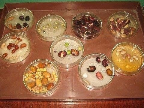 Вся правда о стимуляторах роста растений