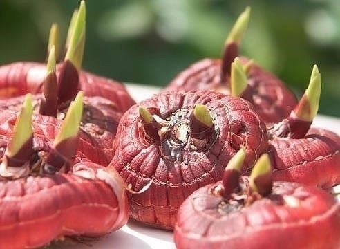 Зола для гладиолусов Зола для гладиолусов
