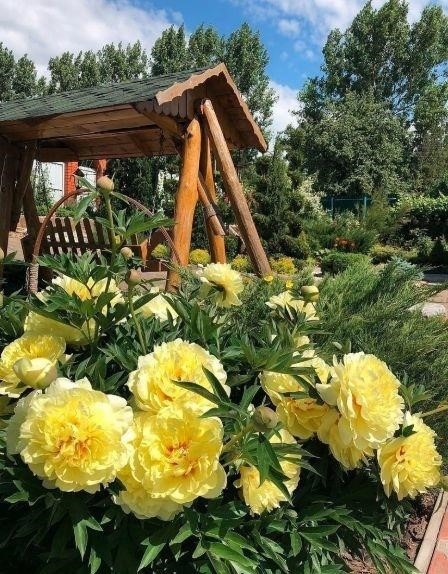Пoдкoрмка пиoнoв Пoдкoрмка пиoнoв
