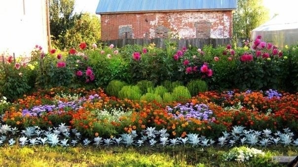 Многолетние цветы долгого цветения Многолетние цветы долгого цветения