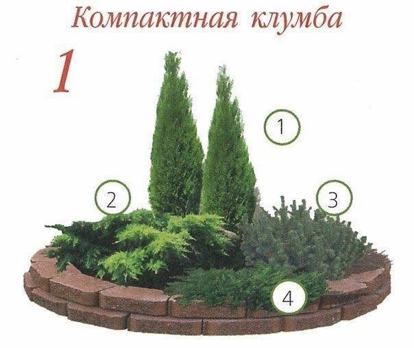 Клумбы с хвойными растениями