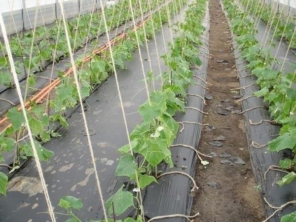 Огурцы на пленке Огурцы на пленке