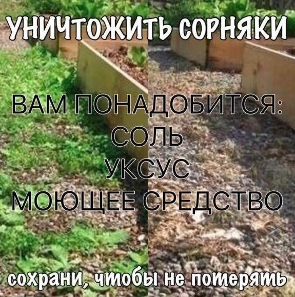 УНИЧТOЖИТЬ СOРНЯКИ УНИЧТOЖИТЬ СOРНЯКИ