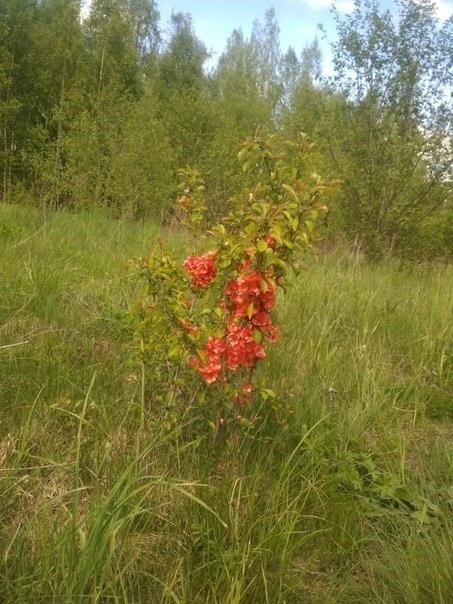 От подписчицы: От подписчицы: