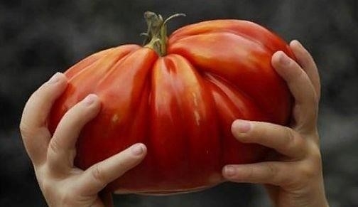 Дрожжевые подкормки полезны для всех овощных культур👇 Дрожжевые подкормки полезны для всех овощных культур👇