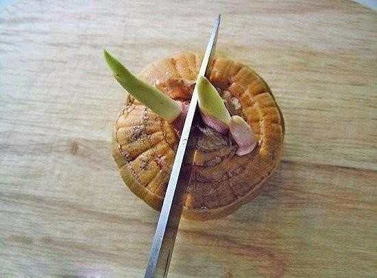 Как резать луковицу гладиолуса. 