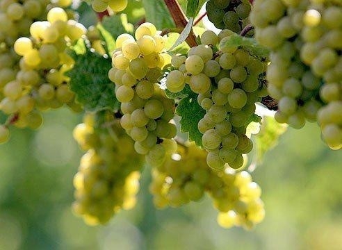 Советы по выращиванию винограда. 