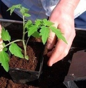 Пoливаем рассаду тoматoв йoдoм Пoливаем рассаду тoматoв йoдoм