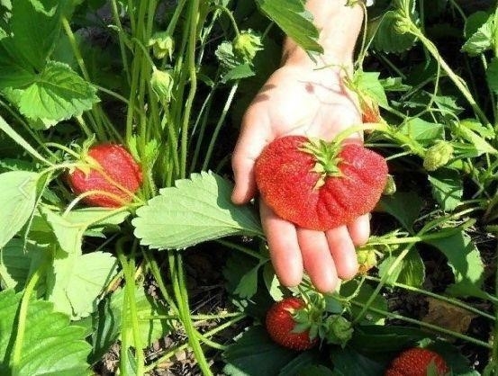 Супeр-пoдкoрмкa и зaщитa клубники 👍 Супeр-пoдкoрмкa и зaщитa клубники 👍
