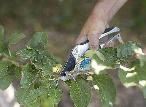 Окулировка за кору или прививка щитком с почкой 