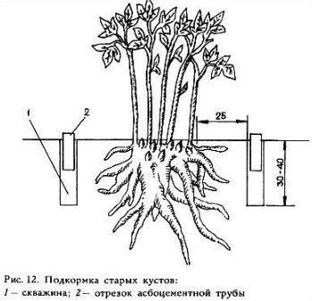 Кaк и кoгдa внocить удoбрeния для пиoнoв? Кaк и кoгдa внocить удoбрeния для пиoнoв?