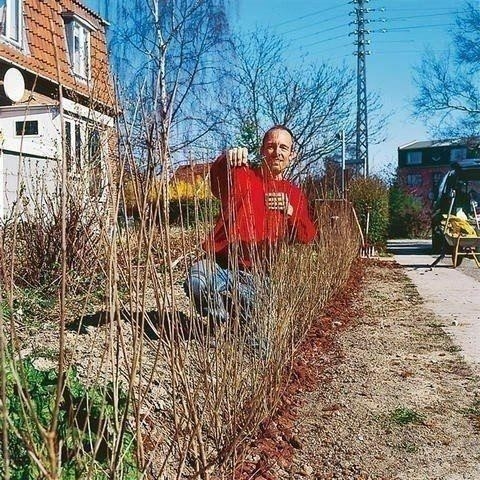 Делаем живую изгородь. Фото-мастер-класс 