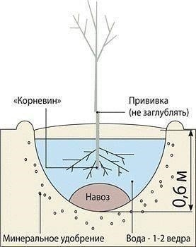 Как правильно посадить молодое дерево Как правильно посадить молодое дерево