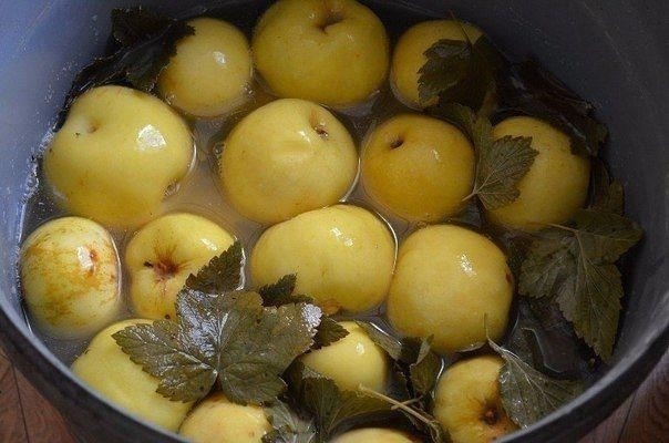 Яблоки мочёные. Простой и вкусный рецепт.