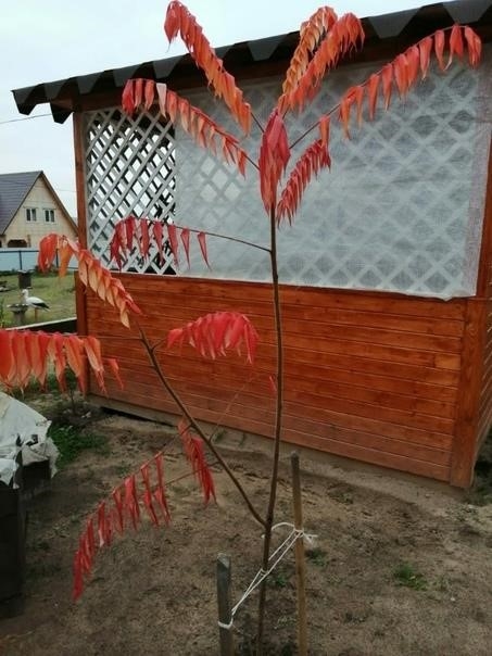 Вопрос от подписчицы: Вопрос от подписчицы: