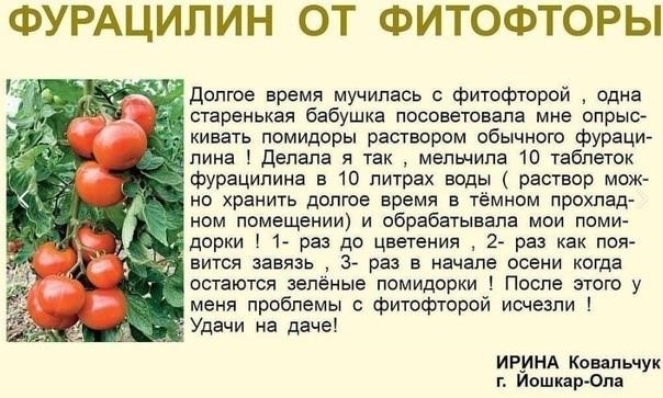 Решение проблем с ФИТОФТОРОЙ (От подписчицы)