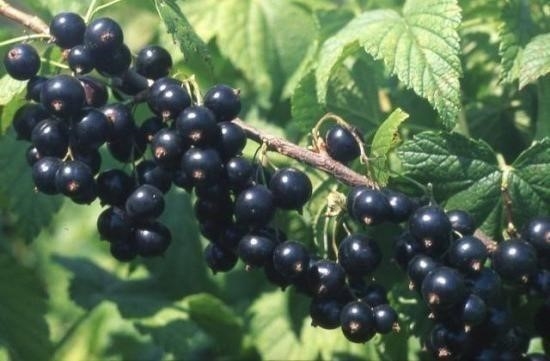 🍇Если завязи смородины осыпаются🍇 🍇Если завязи смородины осыпаются🍇