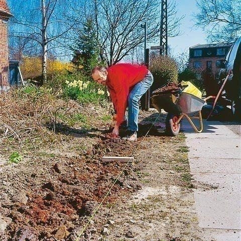 Делаем живую изгородь. Фото-мастер-класс 