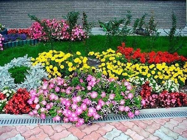 Многолетние цветы долгого цветения Многолетние цветы долгого цветения