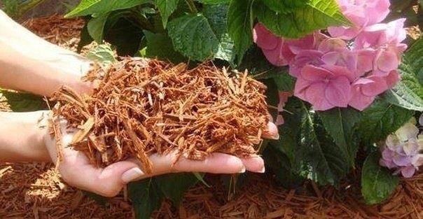 Борьба с сорняками «по умному» Борьба с сорняками «по умному»