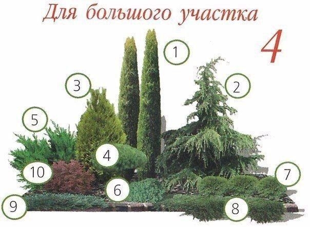 Клумбы с хвойными растениями