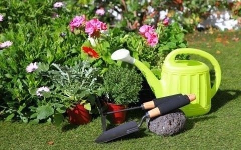 Отличный самодельный состав от болезней растений Отличный самодельный состав от болезней растений