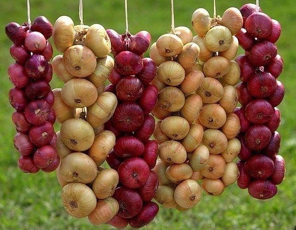 Зачем луку чай?